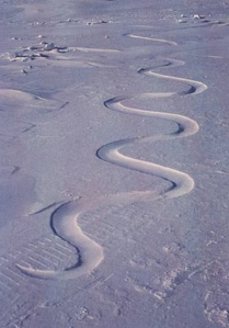Snow drift, carved into, waiting for the wind, Grise fiord, Ellesmere Island, 12 April 1989, 1989